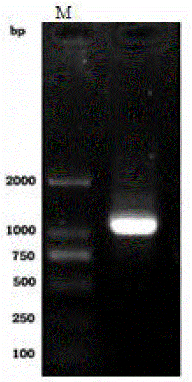 A nanobody fusion protein and its preparation method and application