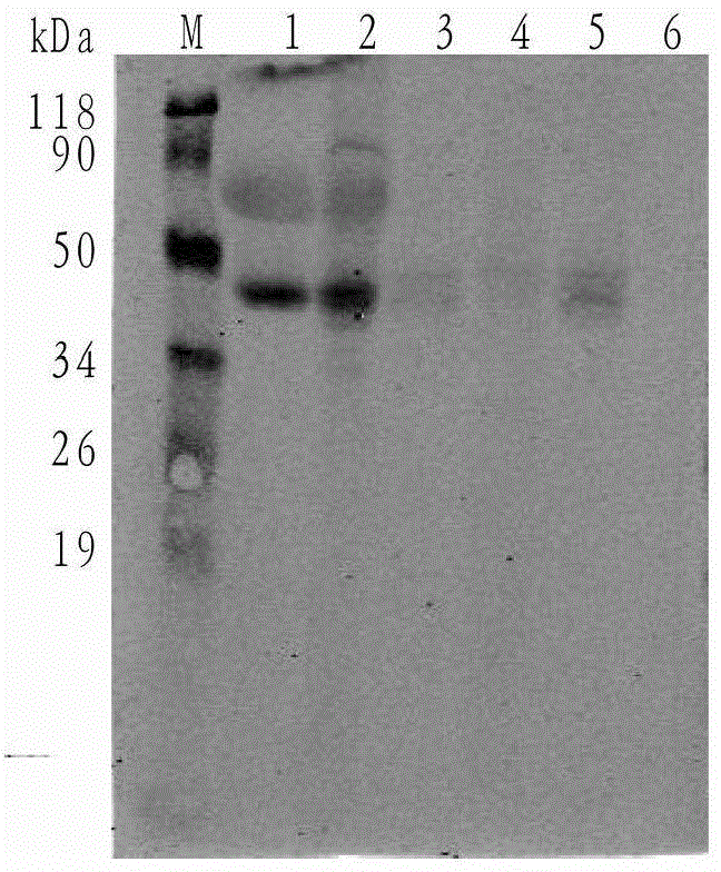 A nanobody fusion protein and its preparation method and application