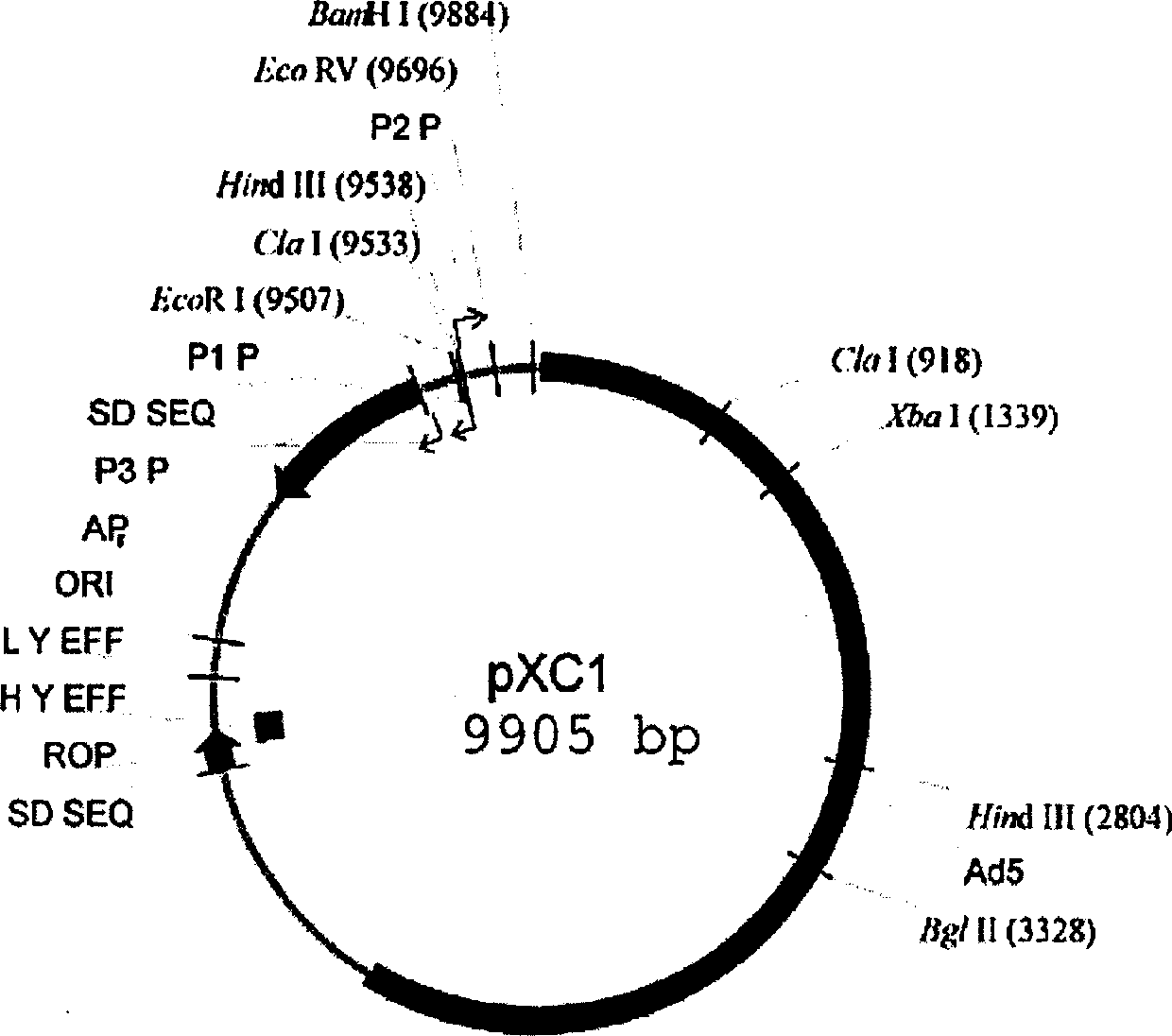 Use and constructing plan of anticancer recombined gland virus with tumour CHK1 as target of medicine