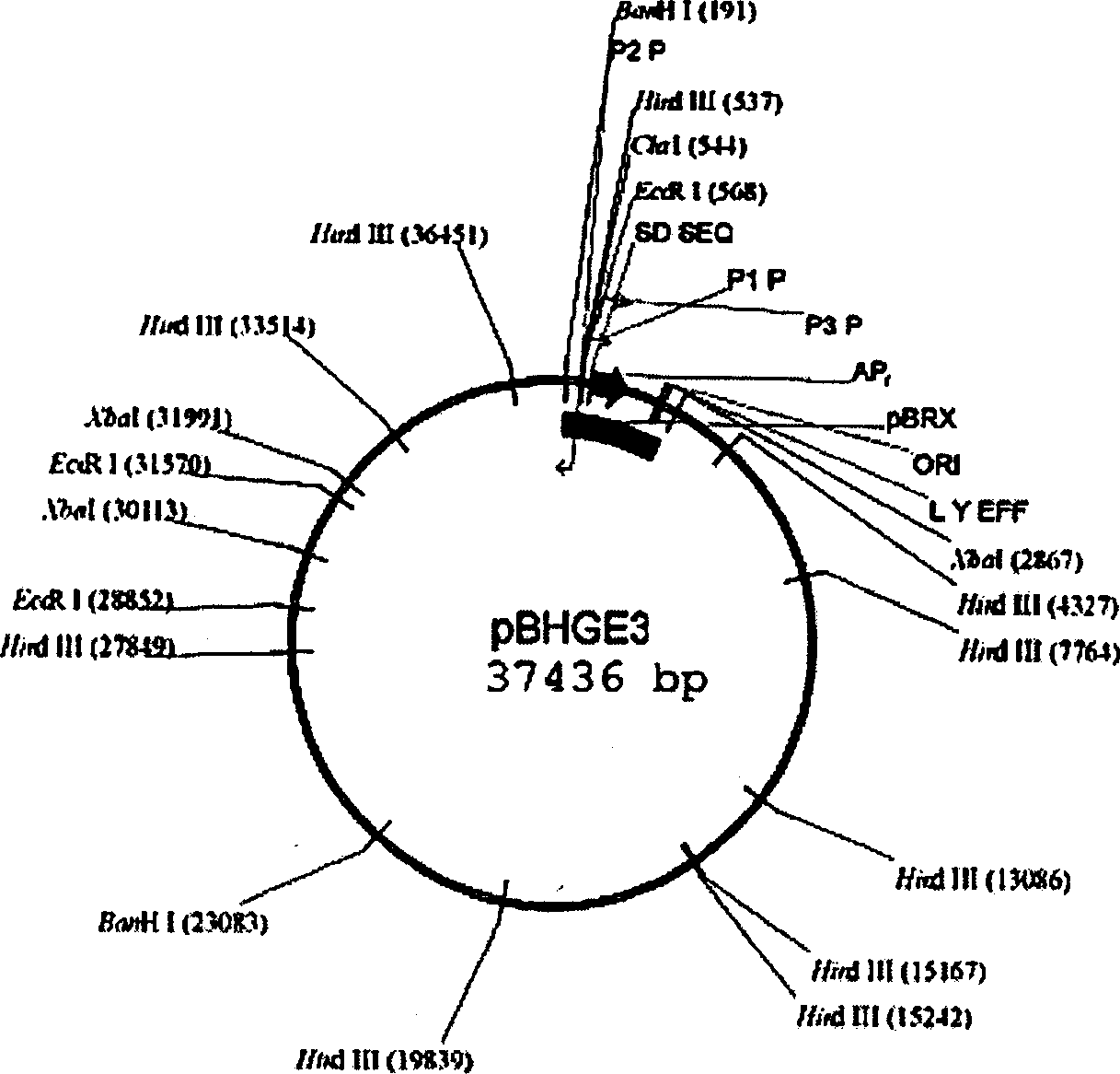 Use and constructing plan of anticancer recombined gland virus with tumour CHK1 as target of medicine