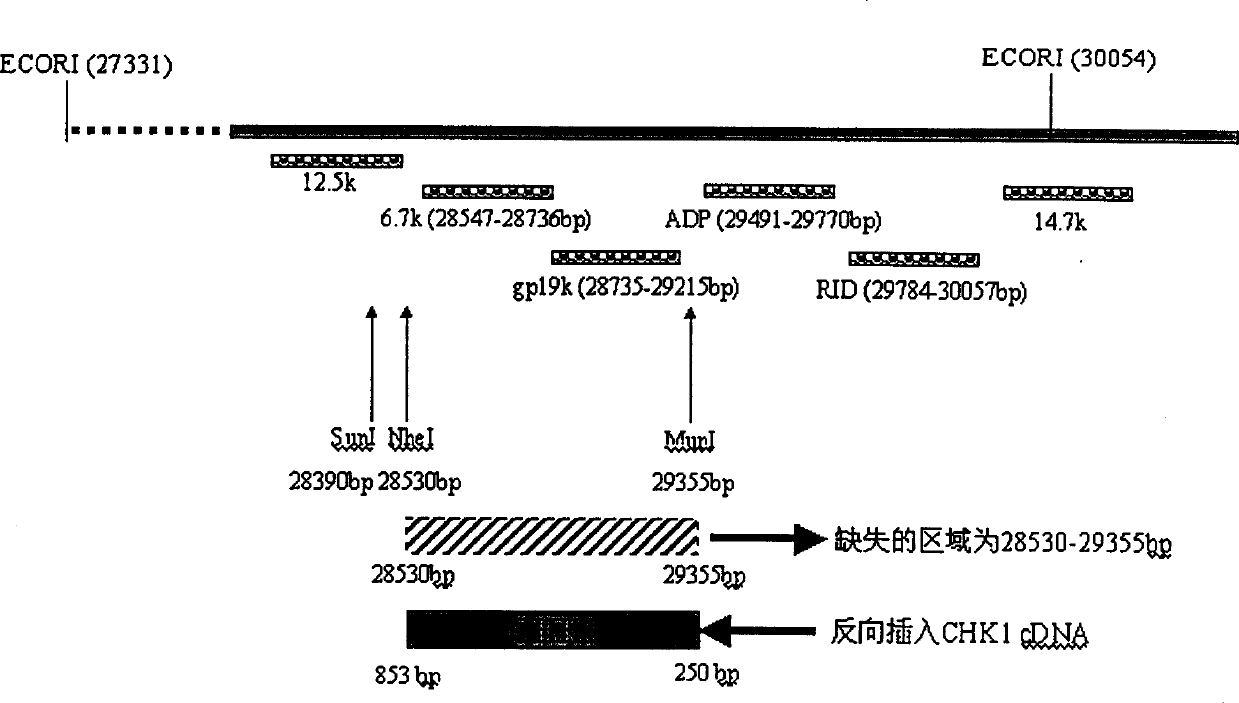 Use and constructing plan of anticancer recombined gland virus with tumour CHK1 as target of medicine