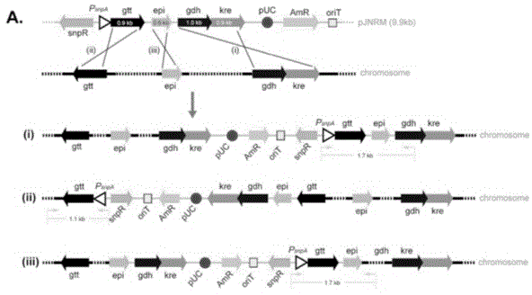 Saccharopolyspora spinosa rhamnose biosynthesis gene duplication engineering strain