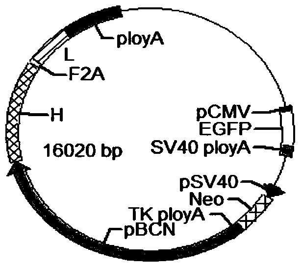 Anti-p185erbb2 human-mouse chimeric antibody chab26, mammary gland-specific expression vector, transgenic fvb mouse and preparation method thereof