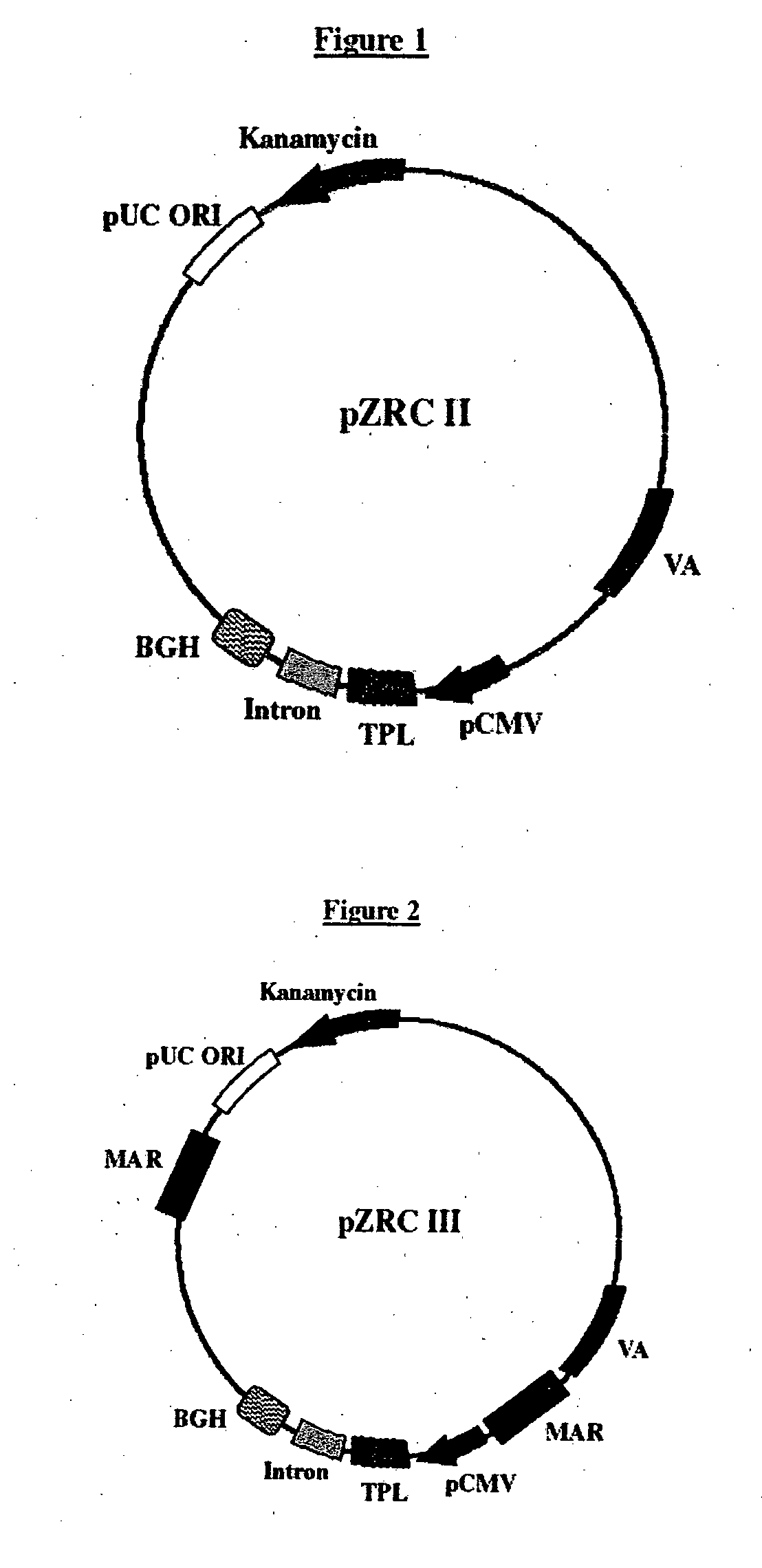 Expression vector for high level expression of recombinant proteins