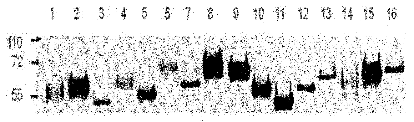 Compositions and methods for identifying response targets and treating flavivirus infection responses