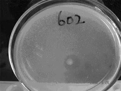 Pseudoalteromonas sp., dextran enzyme-producing method using same and dextran enzyme product