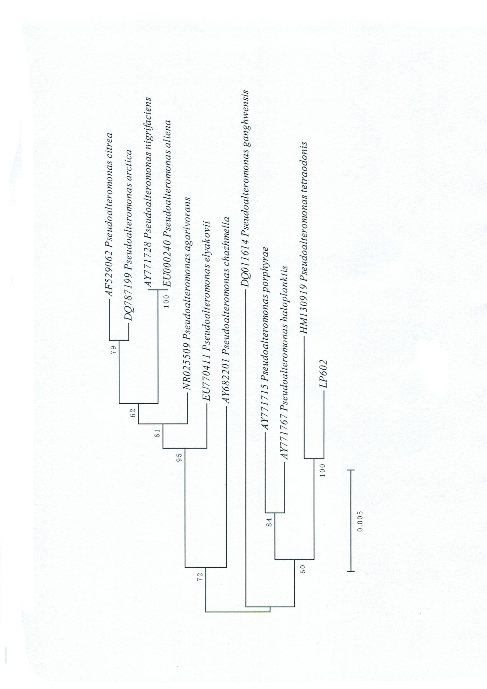 Pseudoalteromonas sp., dextran enzyme-producing method using same and dextran enzyme product