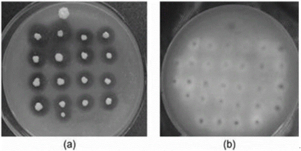 Double-lipase cell surface co-display engineering bacterium, and construction method and application thereof