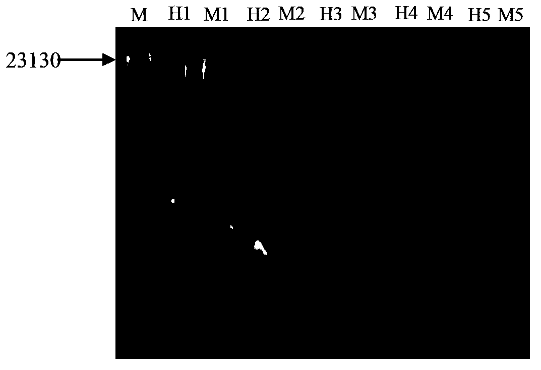 DNA extracting method for analyzing MSAP (Methylation Sensitive Amplification Polymorphism) of epiphylla