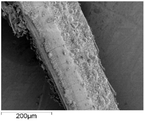 Aspergillus niger and its culture method, bacterial agent and application