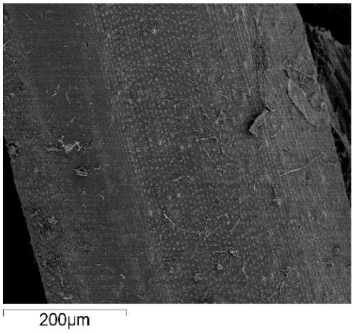 Aspergillus niger and its culture method, bacterial agent and application