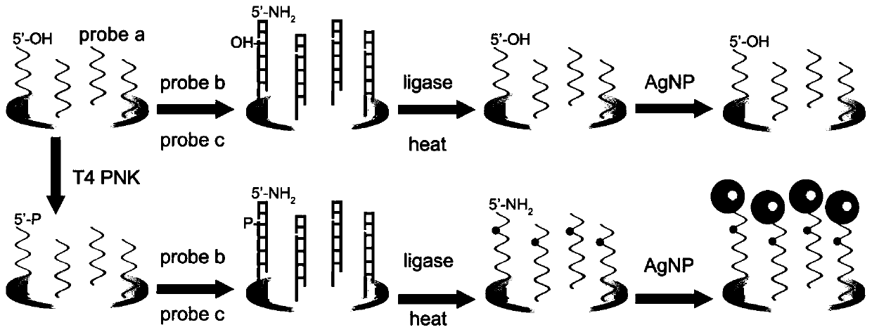 Quantitative detection method of T4 polynucleotide kinase