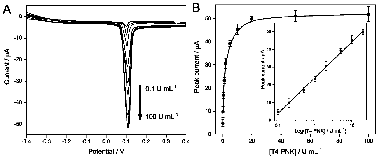 Quantitative detection method of T4 polynucleotide kinase