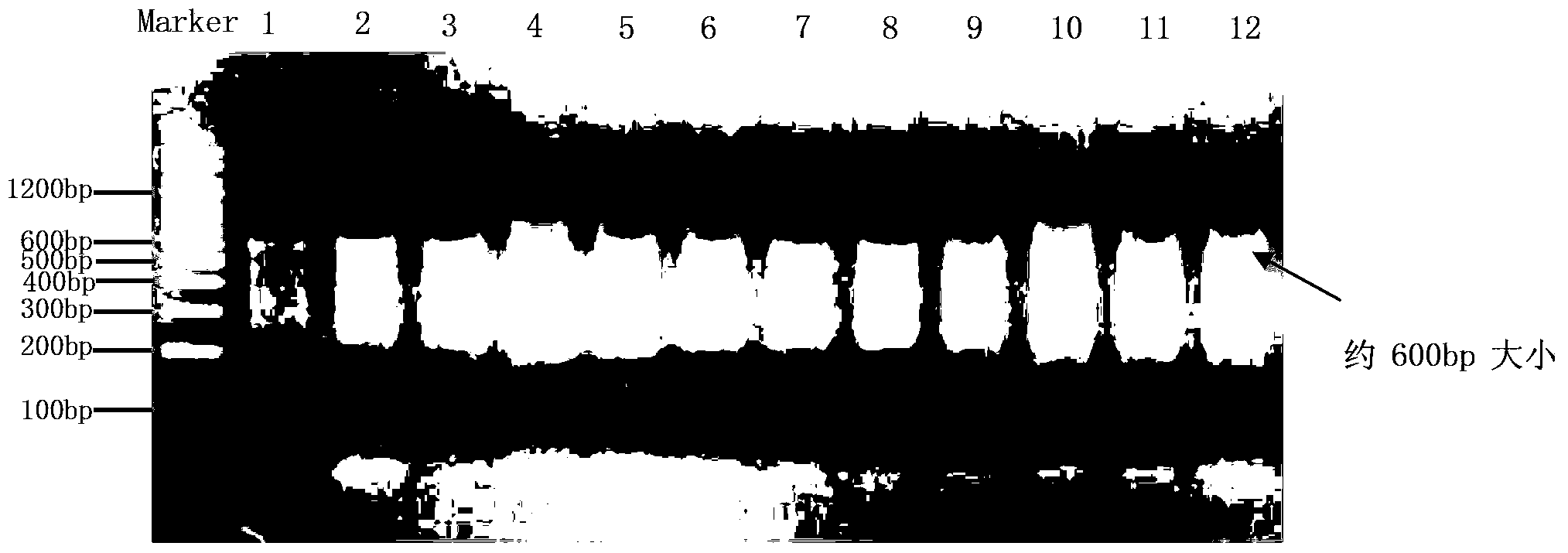 Establishment method of Pinctada martensii MSAP (methylation sensitive amplification polymorphism) technical system