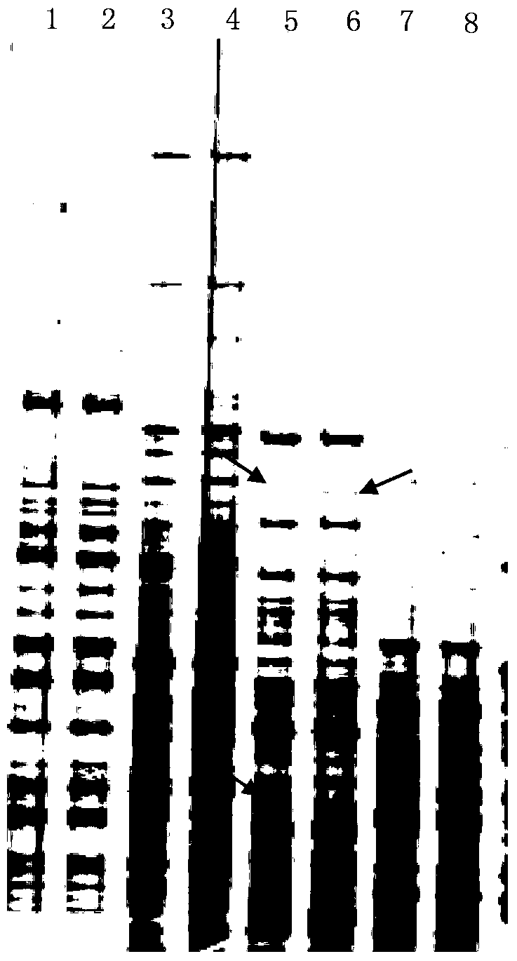 Establishment method of Pinctada martensii MSAP (methylation sensitive amplification polymorphism) technical system