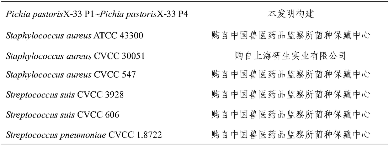 Pyronema omphalodes natural antibacterial peptides and application thereof