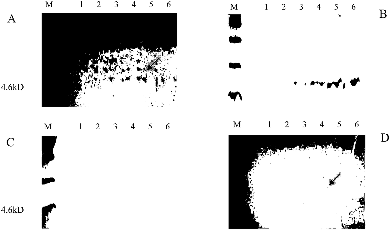 Pyronema omphalodes natural antibacterial peptides and application thereof