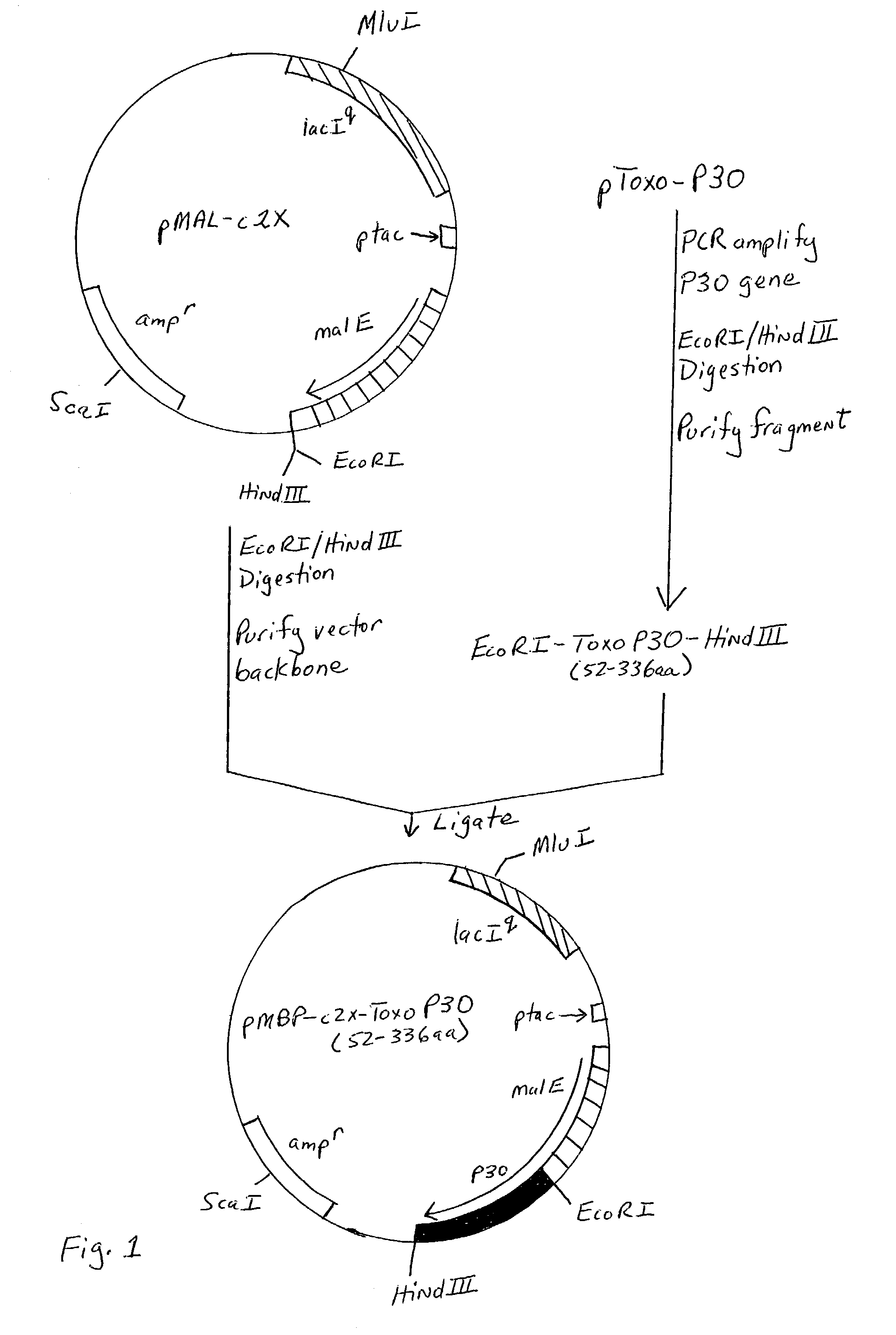 Genetically engineered P30 antigen, improved antigen cocktail, and uses thereof