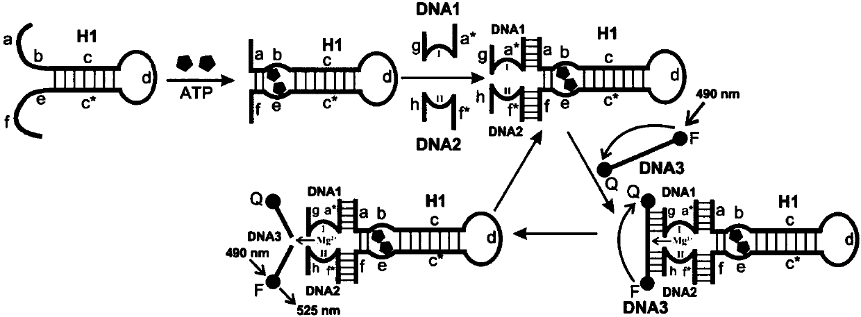 Detection kit based on aptamer