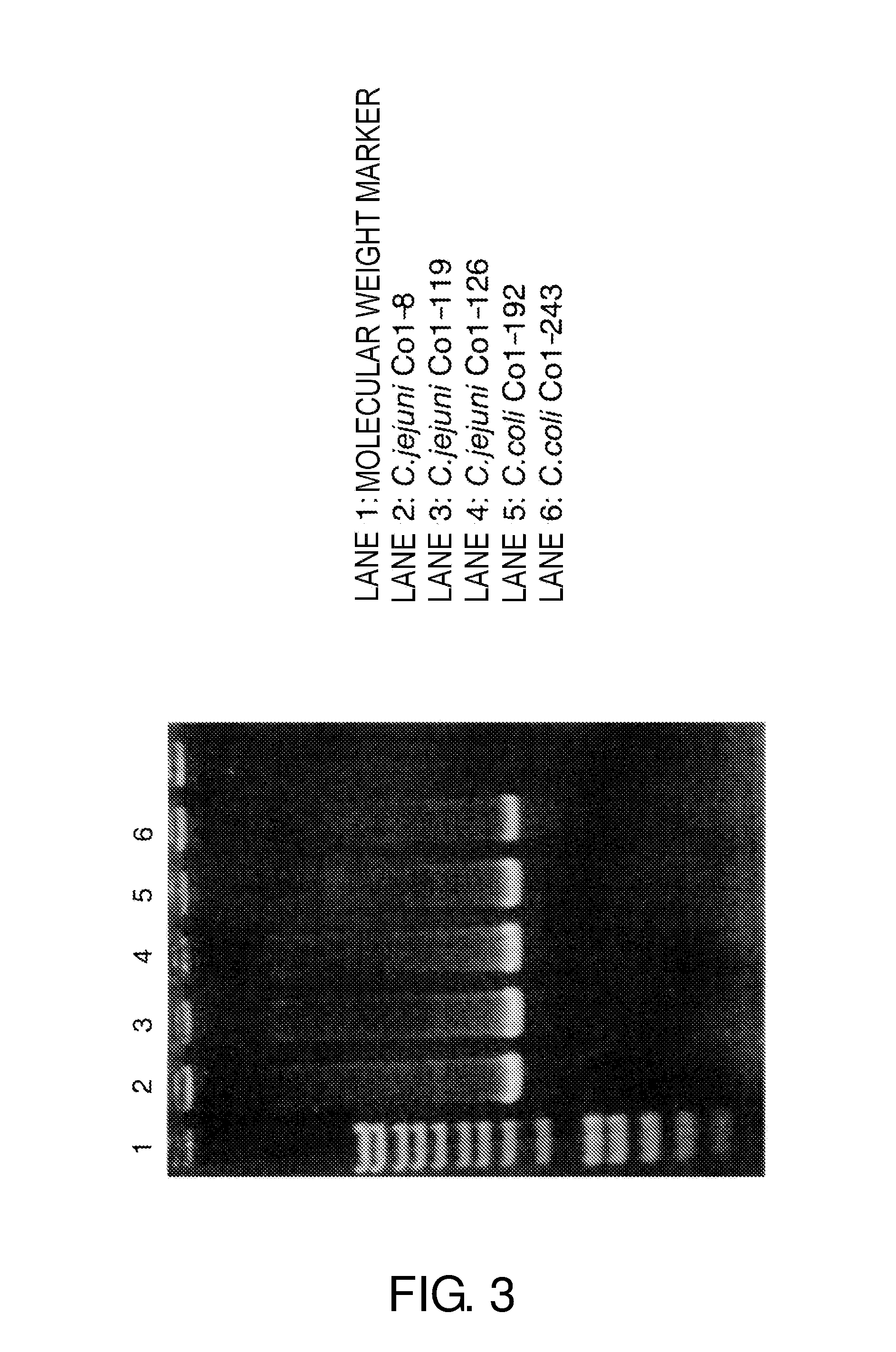 Cytolethal distending toxins and detection of Campylobacter bacteria using the same as a target