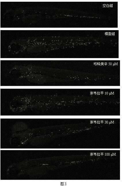 Application of nevirapine in preparing anti-inflammatory medicine