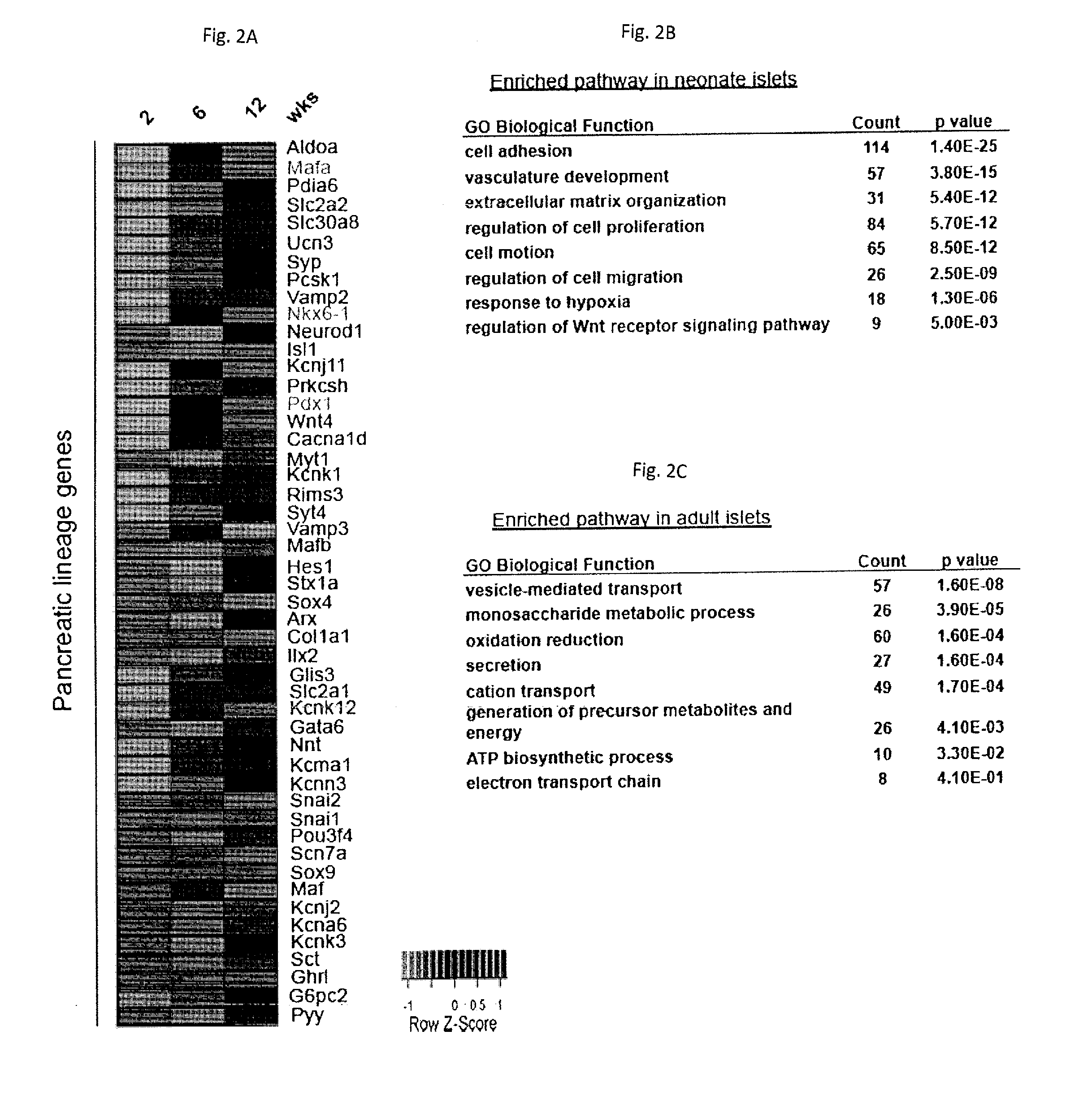 Compositions and methods for treating type 1 and type 2 diabetes and related disorders