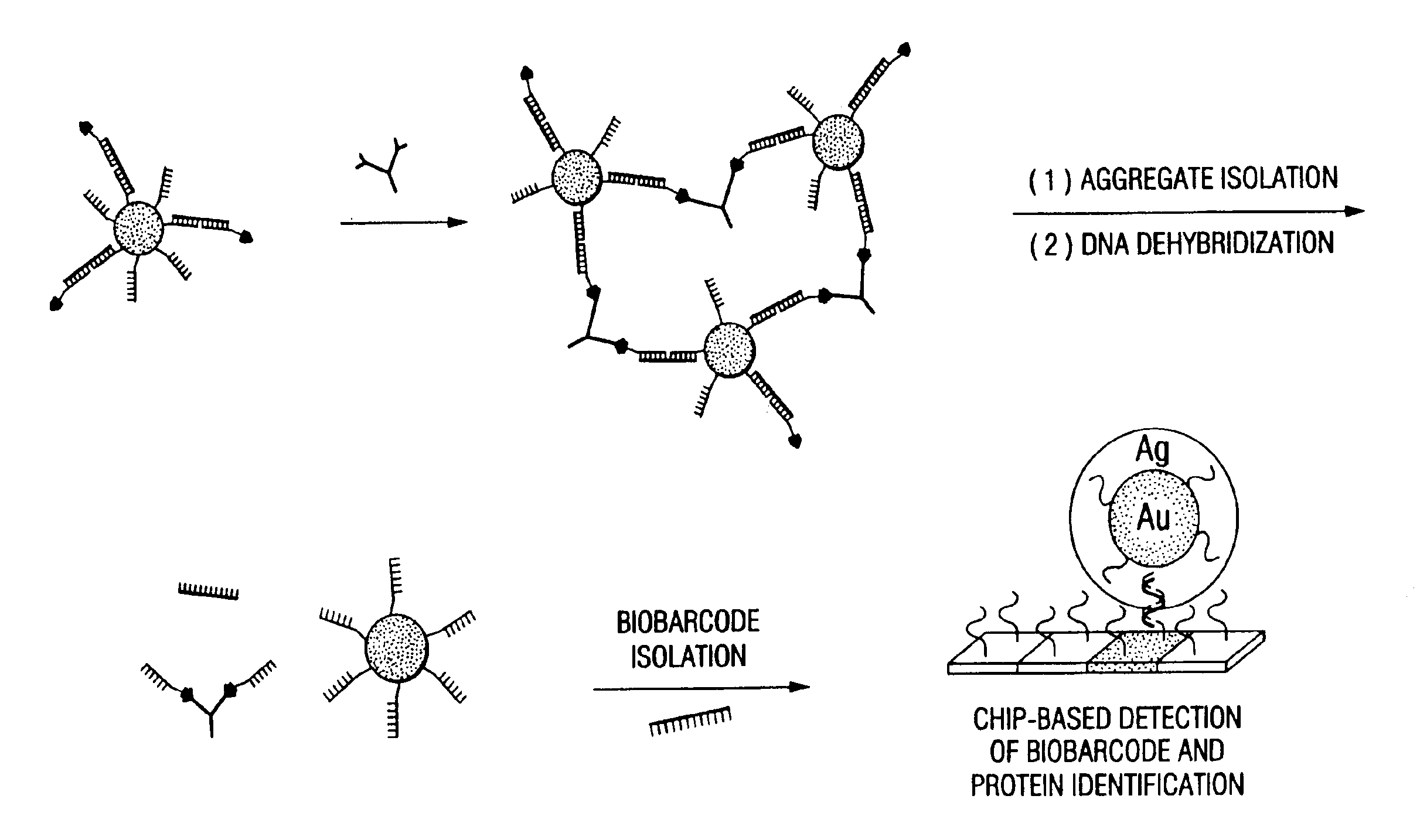 Bio-barcodes based on oligonucleotide-modified nanoparticles