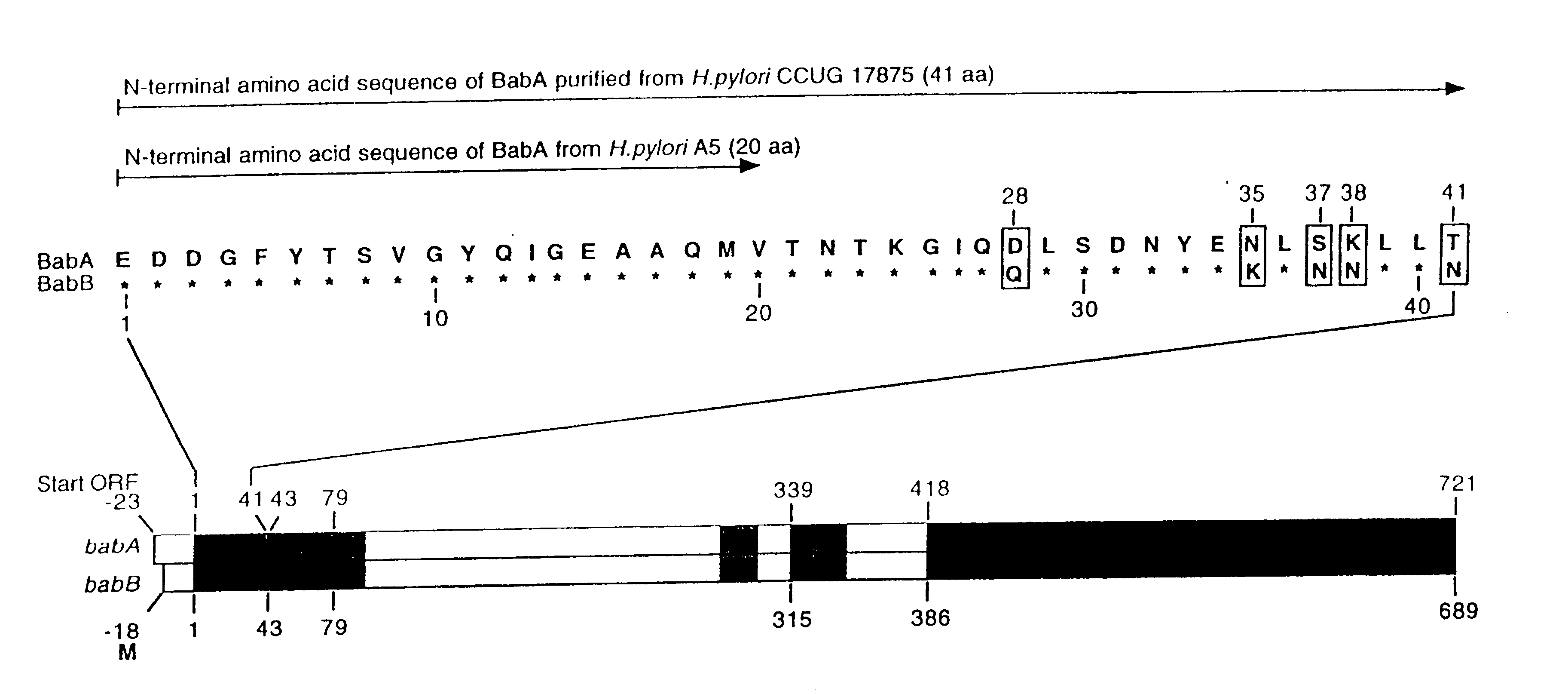 Helicobacter pylori adhesin binding group antigen