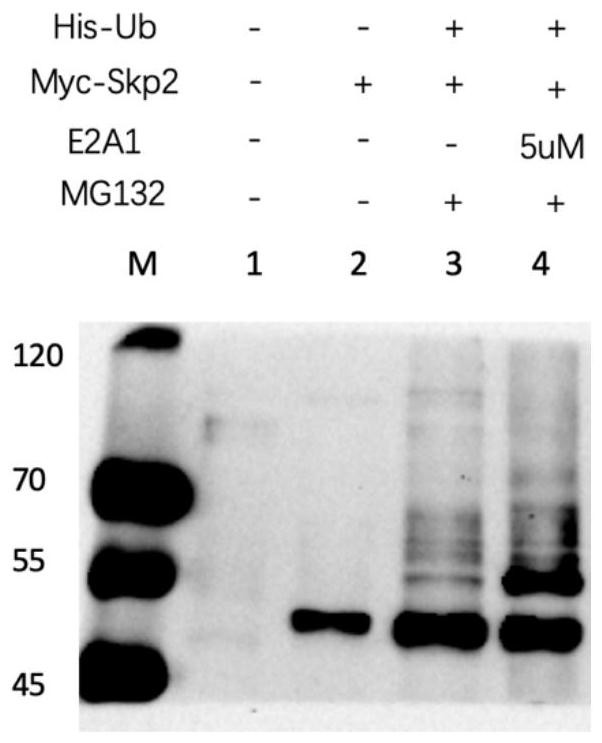 The beauveria bassiana analogue is applied as micromolecular agonist of APC/C