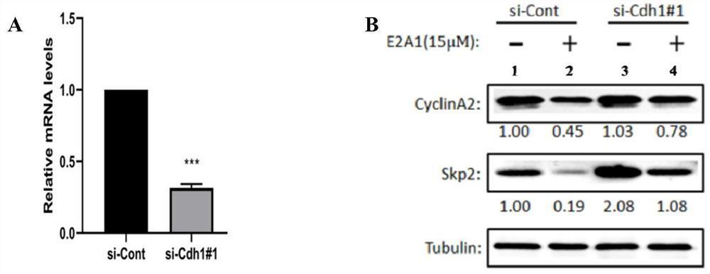 The beauveria bassiana analogue is applied as micromolecular agonist of APC/C