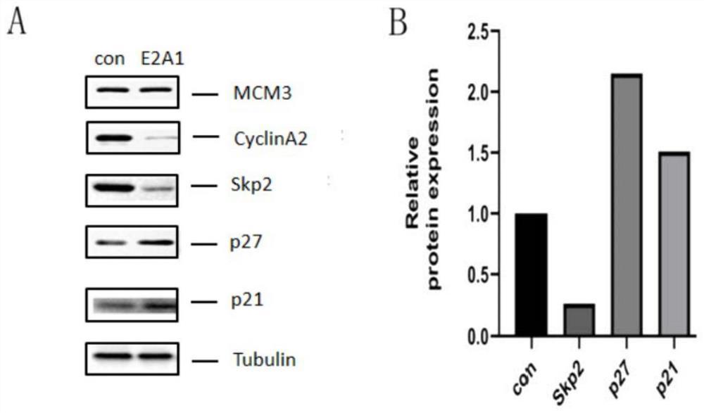 The beauveria bassiana analogue is applied as micromolecular agonist of APC/C