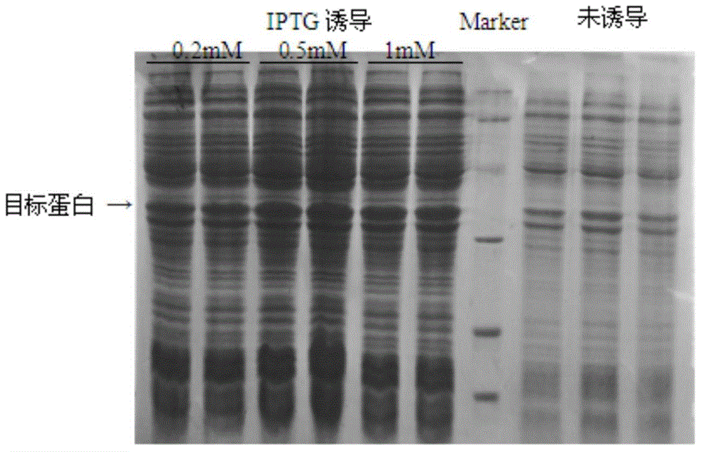 Time-resolved fluorescence immunoassay method of content of sH2a in serum, and detection kit thereof