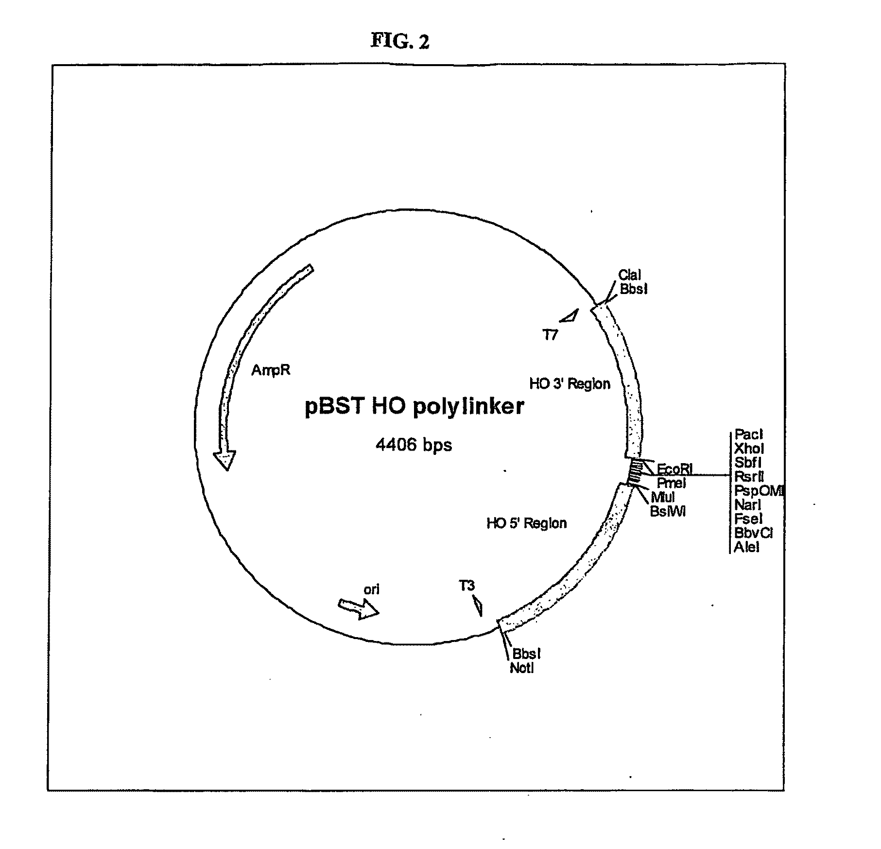 Gene Expression Technique