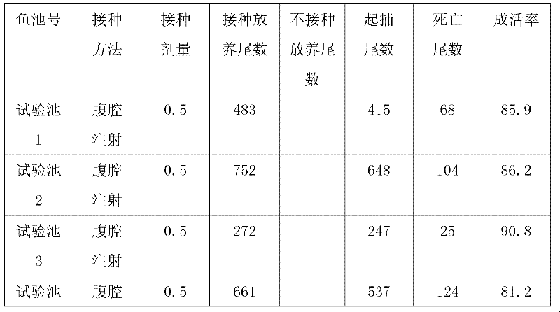 Preparation method for snakehead virulent ascitesosis disease vaccine