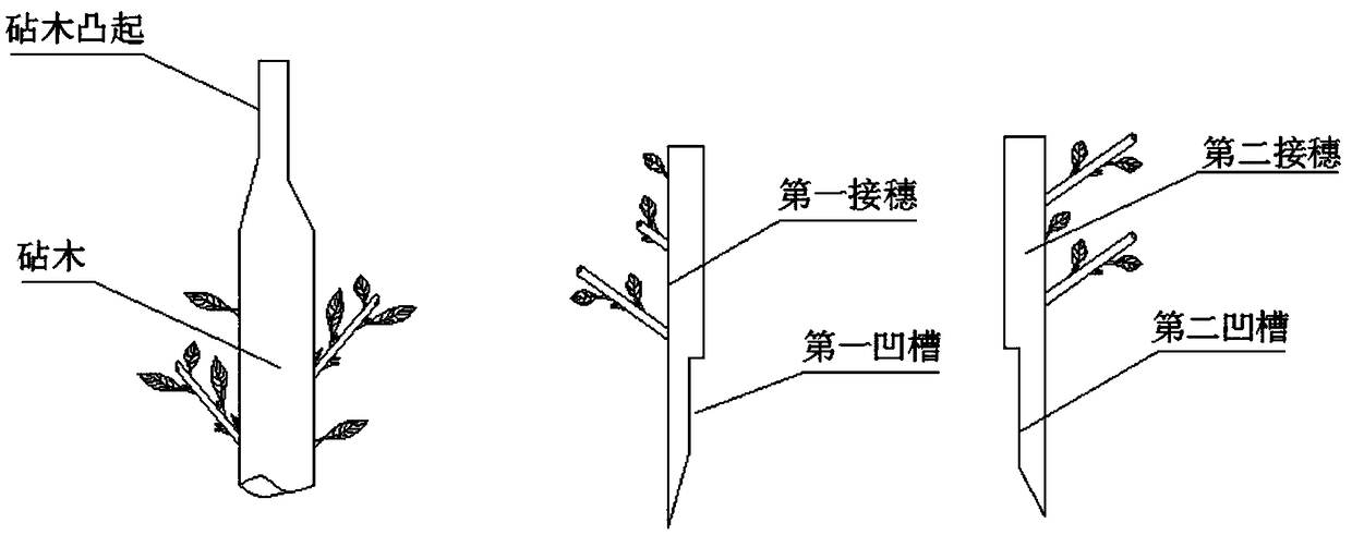 Two-stage grafting method for multicolor magnolia denudata