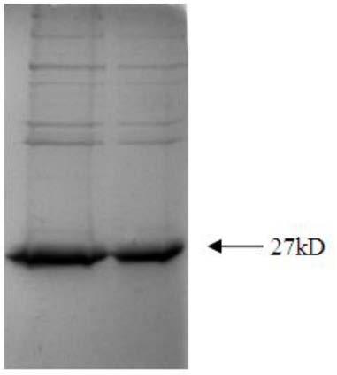 Monoclonal antibody for identifying PCV2 virus-like particles and application thereof in qualitative and quantitative detection of PCV2 virus-like particles