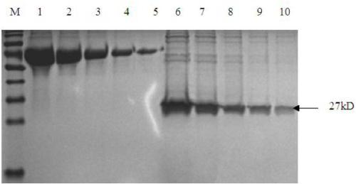 Monoclonal antibody for identifying PCV2 virus-like particles and application thereof in qualitative and quantitative detection of PCV2 virus-like particles