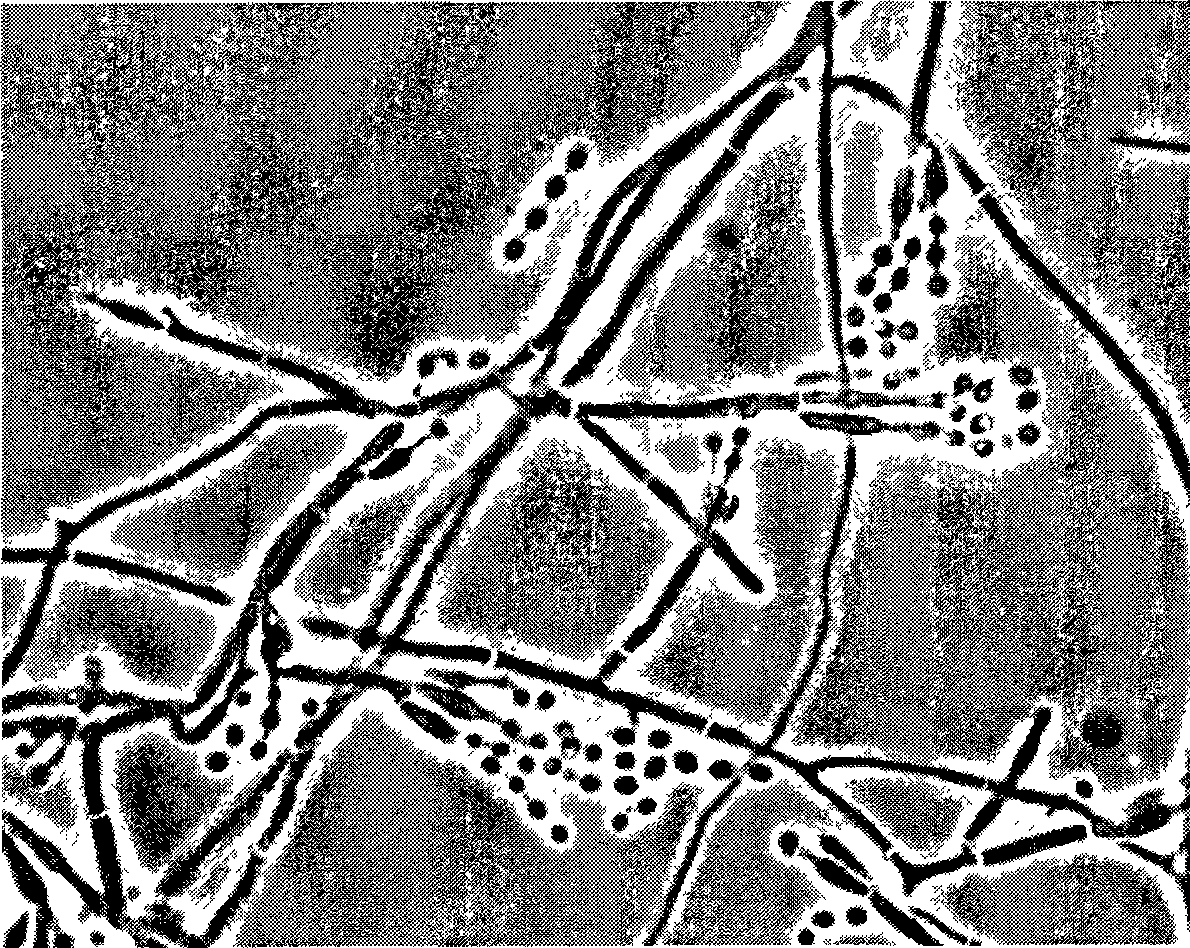 Eupenicillium brefeldianum variety ZJB082702 and application thereof in preparation of Brefeldin A by fermentation