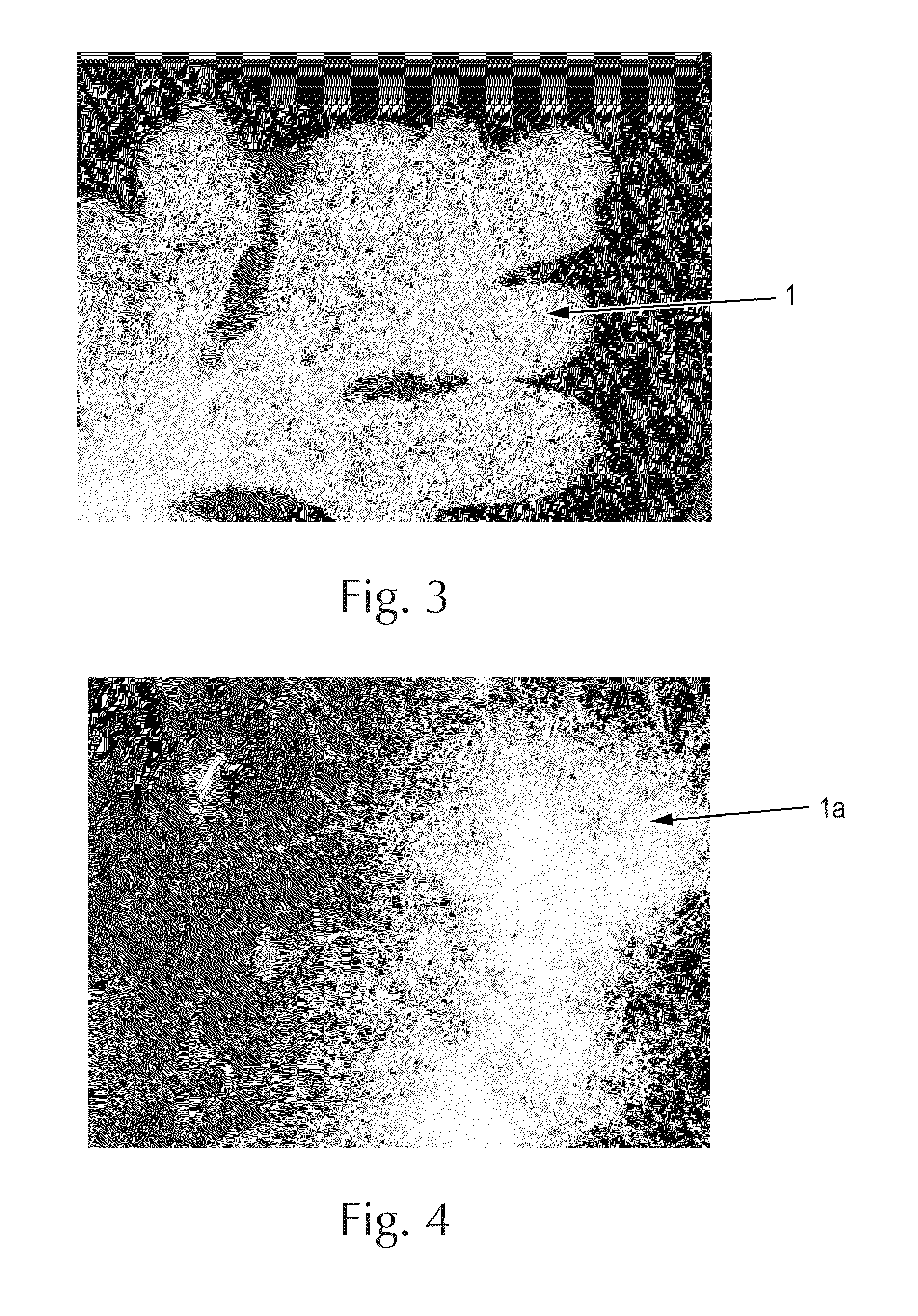 Fibrous structures and methods for making same