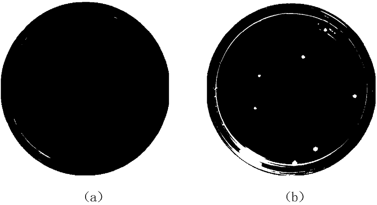 Precipitation-hardening martensite antibacterial stainless steel for medical surgical operation