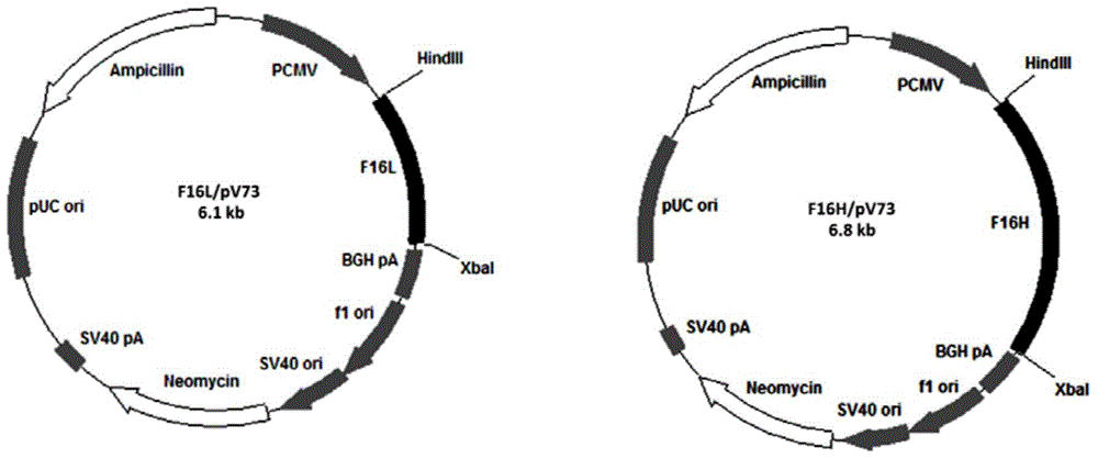 PCSK9 antagonist