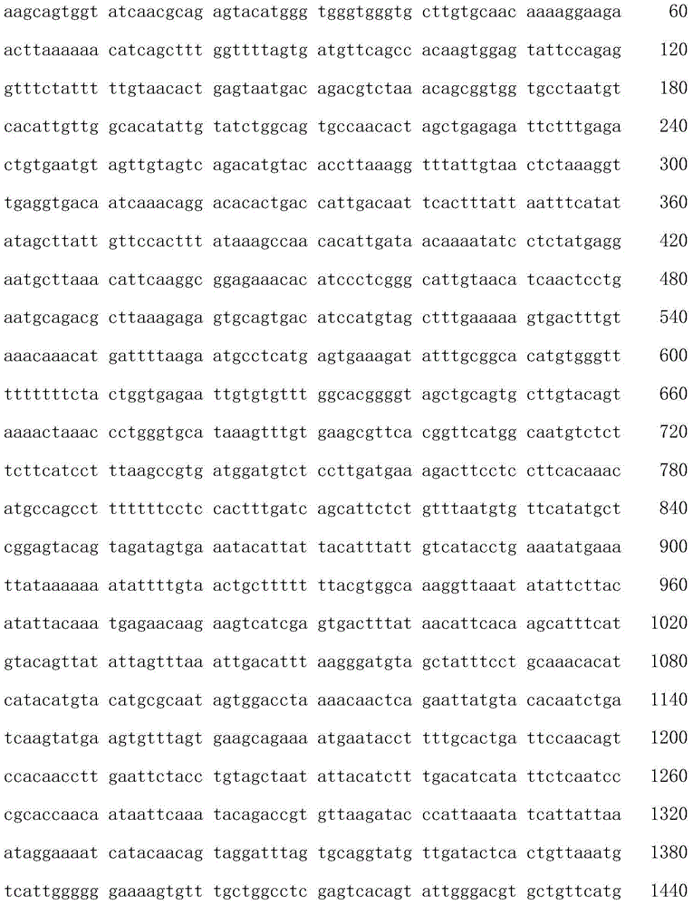 Sebastiscus marmoratus CYP1B1 gene full-length sequence and cloning method thereof