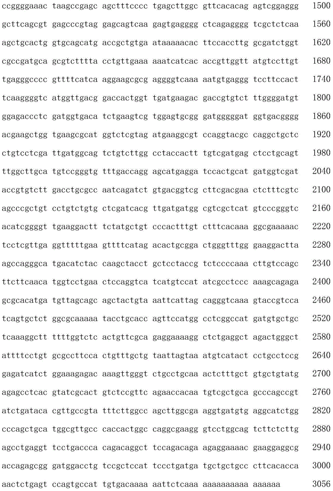 Sebastiscus marmoratus CYP1B1 gene full-length sequence and cloning method thereof