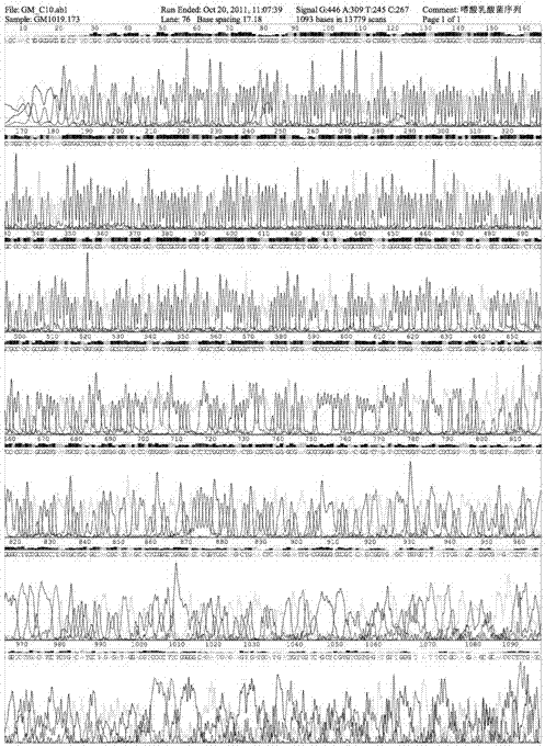 A strain of Lactobacillus acidophilus capable of reducing drug resistance and its biological preparation