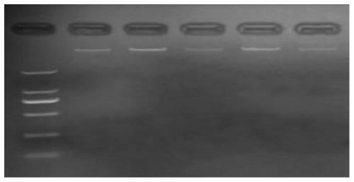 SNP molecular markers, primer pairs and kit of FABP4 gene related to beef quality in Yanbian yellow cattle and application of SNP molecular marker, primer pair and kit