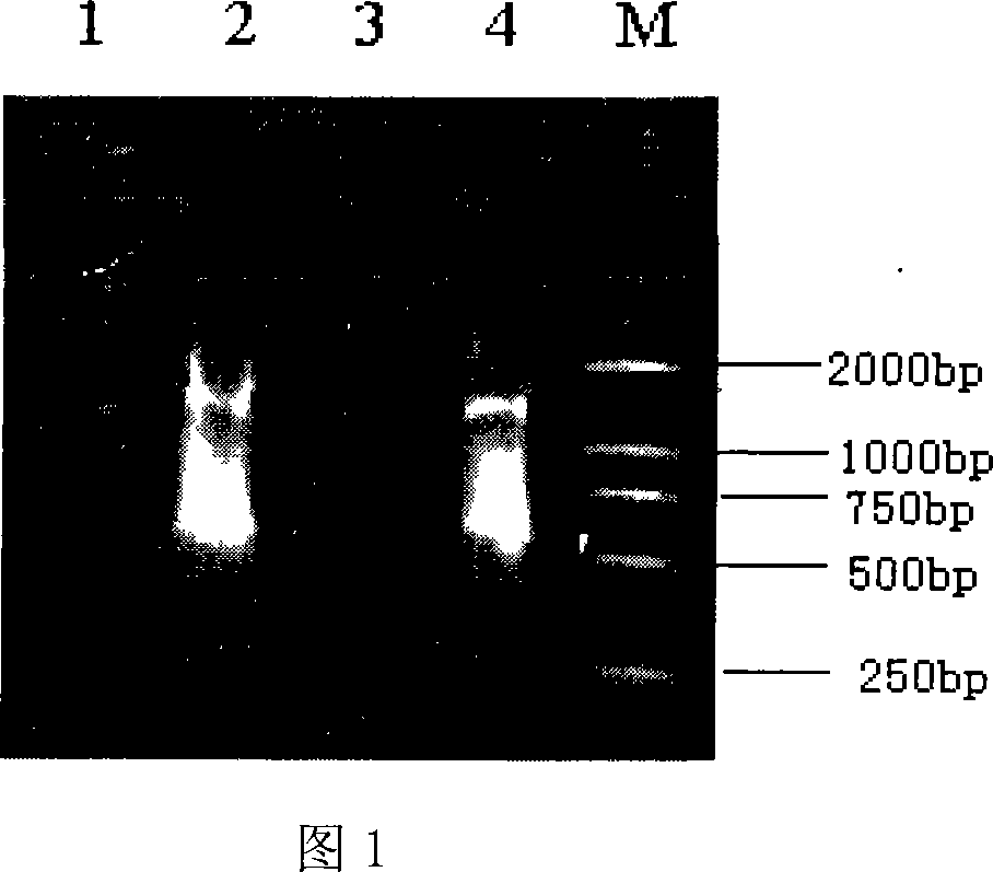 Virus-like particles containing O-type foot-and-mouth disease virus IRES RNA, preparation method and application