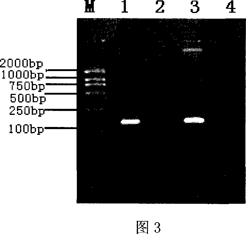 Virus-like particles containing O-type foot-and-mouth disease virus IRES RNA, preparation method and application