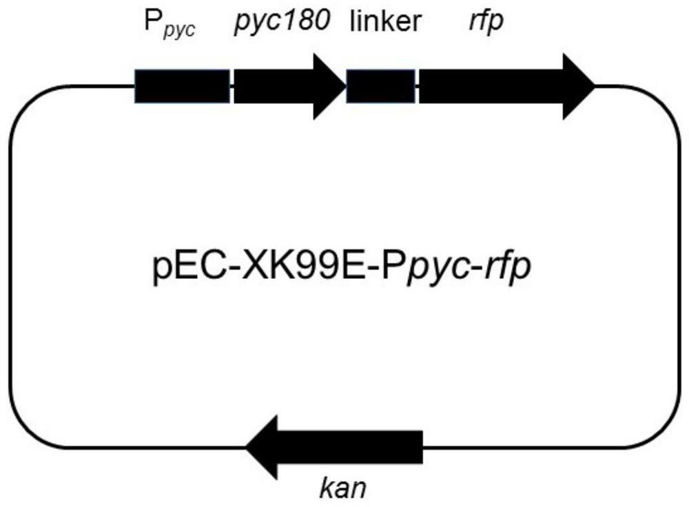 Mutant of pyruvate carboxylase gene promoter and application thereof