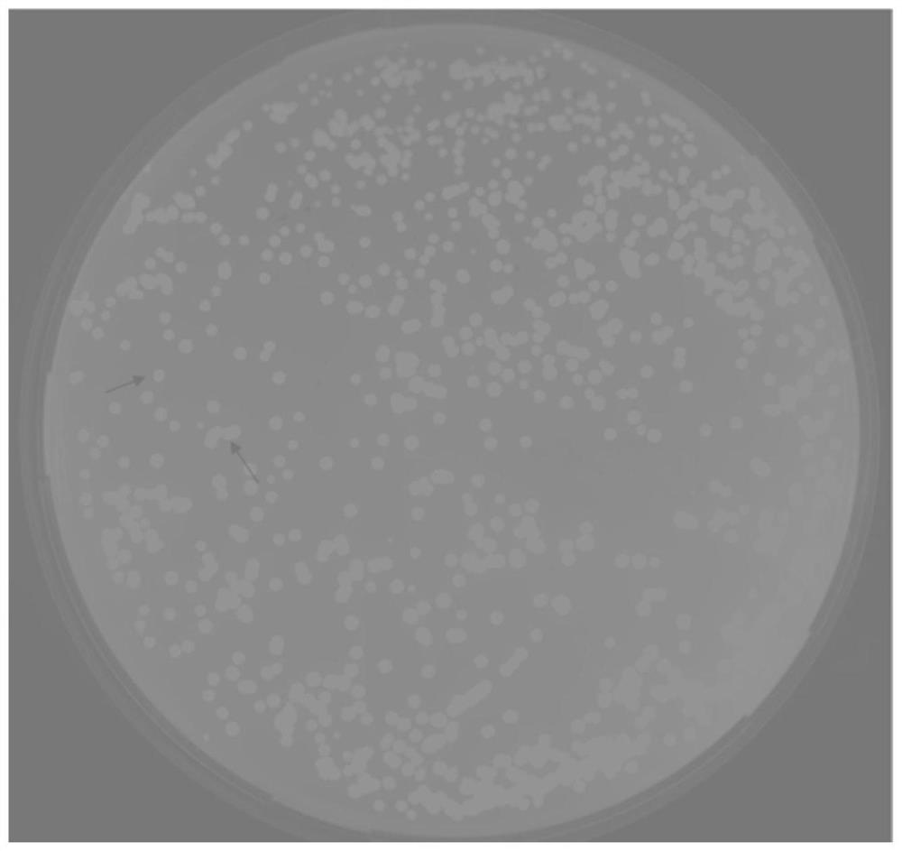 Mutant of pyruvate carboxylase gene promoter and application thereof