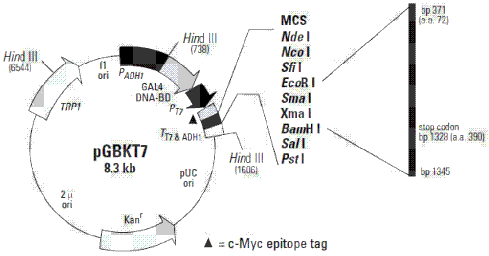 Soybean salt-tolerant gene GmCIPK2 and application thereof